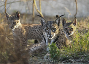 Iberian_Lynx_mother_with_two_cubs - with credits, shrunk